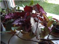 begonia rex